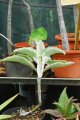 Zoreil d'éléphant. Kalanchoe beharonsis. Sud Malgache. Crassulaceae. 1m